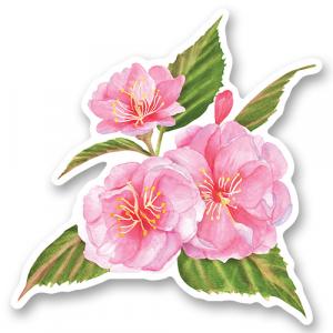 Цветы сакуры