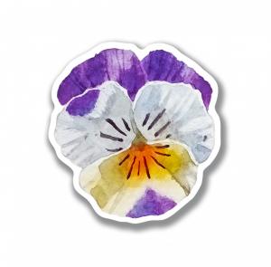 Цветок анютины глазки