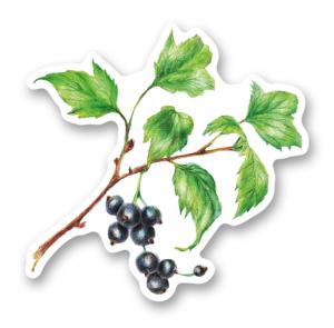 Ветка черной смородины. Цветные карандаши