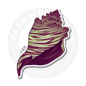 Морская раковина
