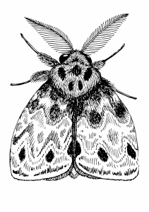 мотылёк