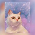 Закатный кот